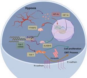 Schematic diagram of this study.
