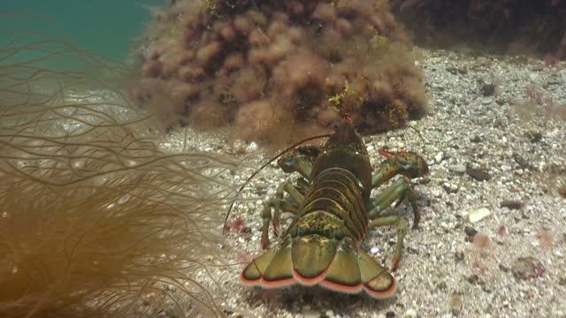 How lobsters can help make stronger 3D printed concrete