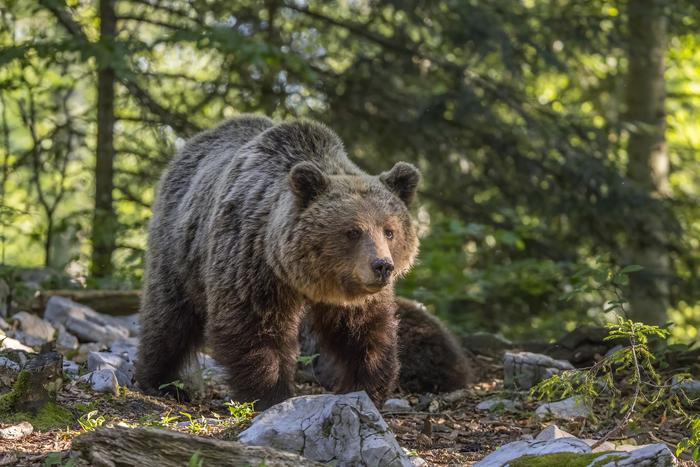 Eurasian brown bear (Ursus arctos arctos)