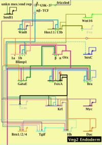 Modeling a Gene Regulatory Network