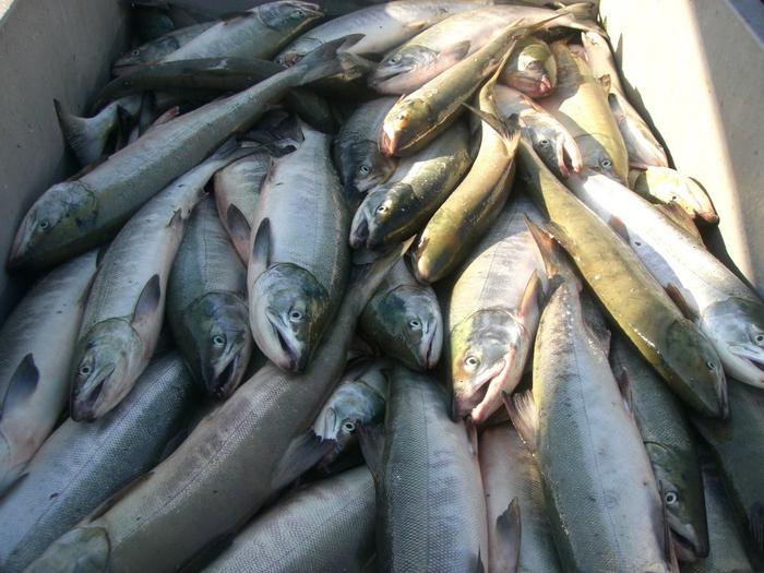 Japanese Chum Salmon