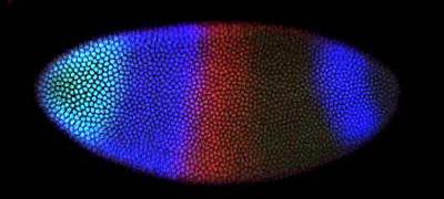 Single Embryo Stained for Three Proteins