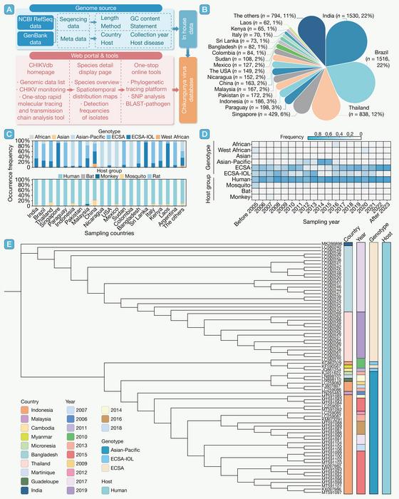 CHIKVdb workflow and global surveillance of CHIKV