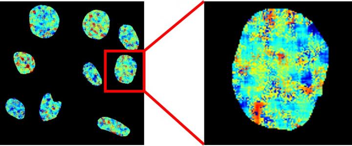Fluorescence map