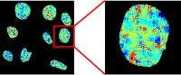 Fluorescence map