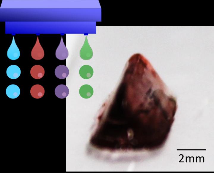3-D Hydrogel Construct