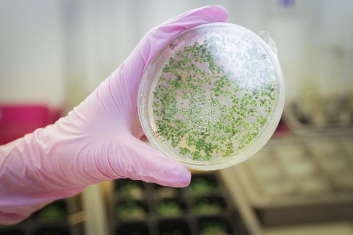 First Generation of Transgenic Plants