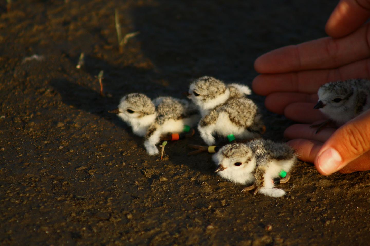 Piping Plover Chicks
