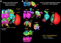 Blueprint of a Fly Brain