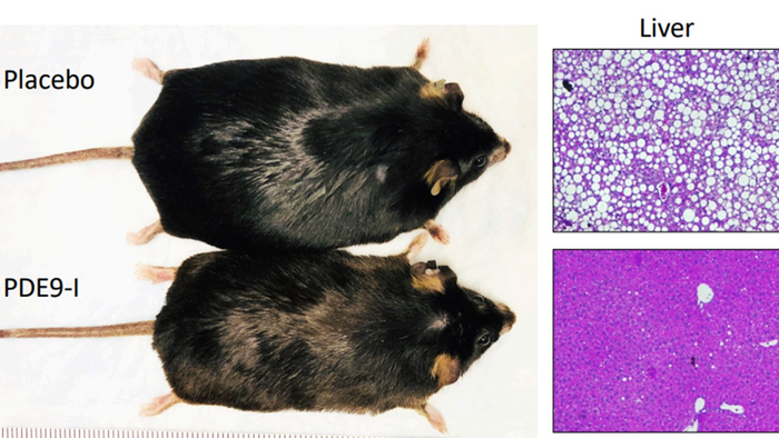 Mice and liver