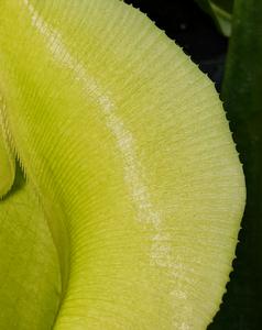 Pitcher plants No. 5