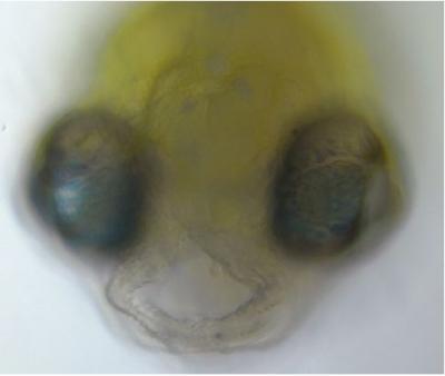 Face with Defect