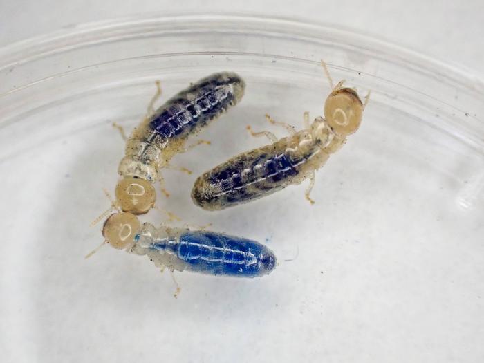 termites