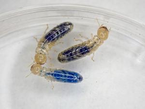 termites