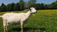 Goats at Buttercup Sanctuary in Kent, UK