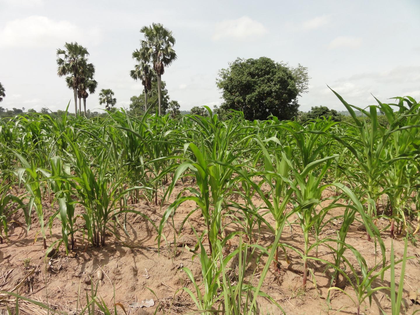 Ghana Maize