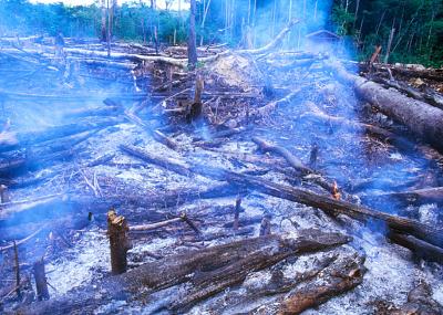 Slash and Burn