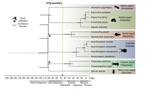 Decapodiform evolutionary tree