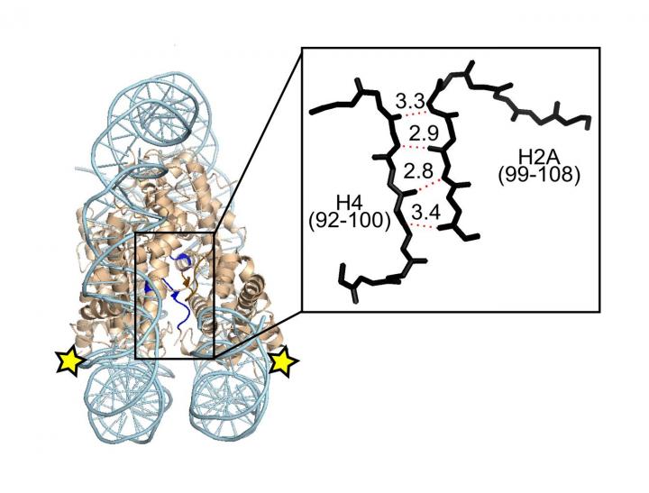 Centromere Stabilization