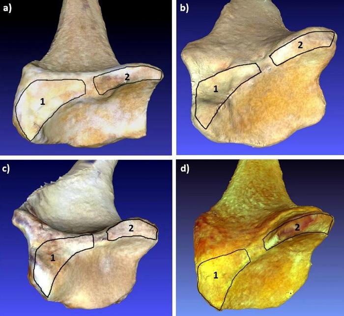 Nueva metodología para descifrar cómo se desplazaban los ancestros de la especie humana