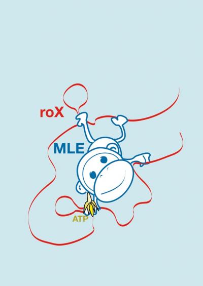 MLE-Molecular-Monkey