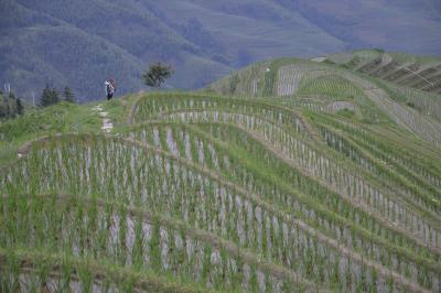 Rice Terraces
