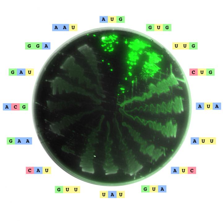 A Closer Look at Start Codons