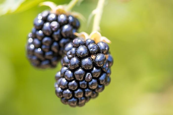 Blackberries