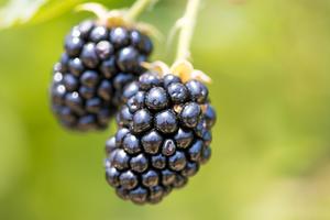 Blackberries