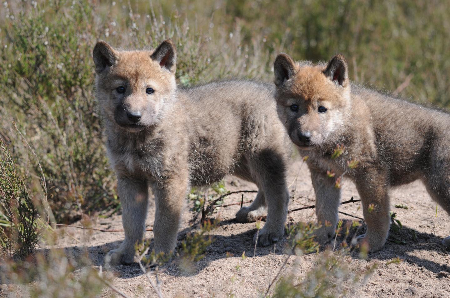 Comeback for Europe's Large Carnivores (1 of 10) [IMAGE] | EurekAlert ...