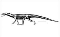 An Artist's Rendering of <i>T. rhadinus</i>
