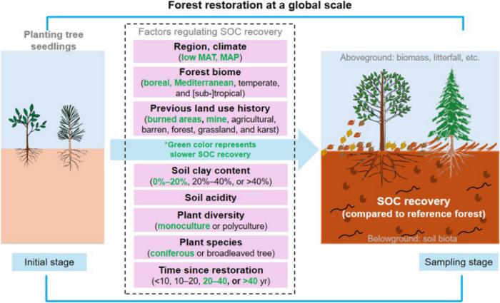 Drivers of soil organic carbon recovery under forest restoration: a global meta-analysis