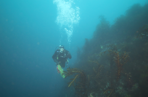 AntarcticDiver-Baker.jpg
