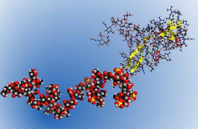 Structure of the Bikunin