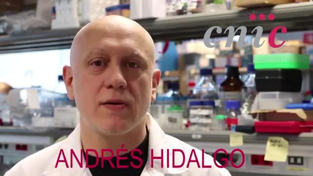 Video Discussing the Research
