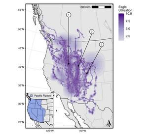 Migration Map Showing Eagle Movements