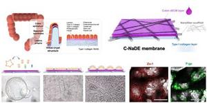 Korean researchers develop intestinal membrane that mimics native ...