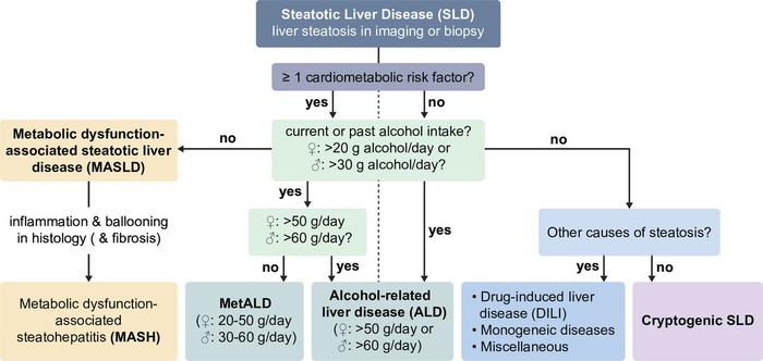 Classification of SLDs (reproduced with modifications from Tacke et al 1 under the CC BY-NC license (https://creativecommons.org/licenses/by-nc/4.0/)). MetALD, MASLD with moderate (increased) alcohol consumption.