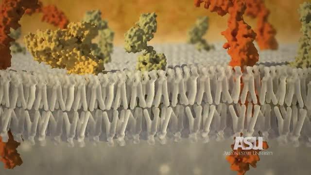Wade Van Horn on the Role of Membrane Proteins