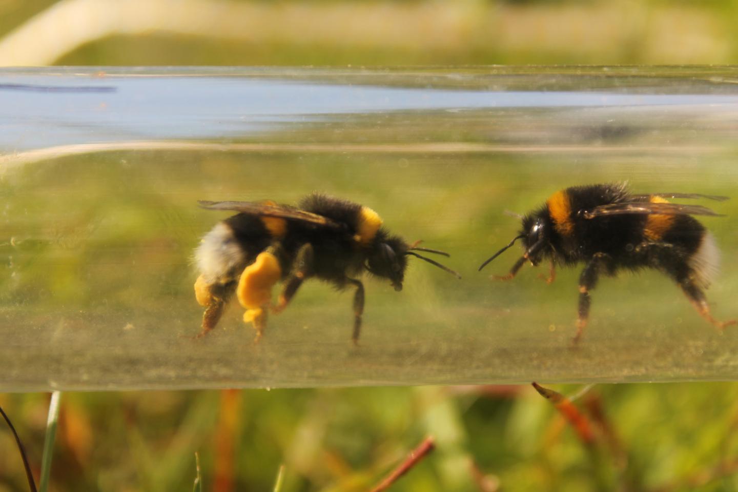 Bees in the Experiment (3 of 3)