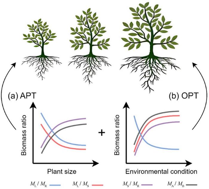 Conceptual figure illustrating the effect of plant size and environmental conditions on biomass ratios of different organs