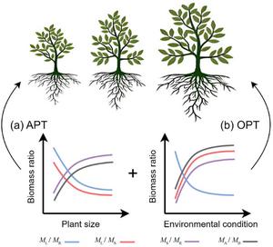 Conceptual figure illustrating the effect of plant size and environmental conditions on biomass ratios of different organs