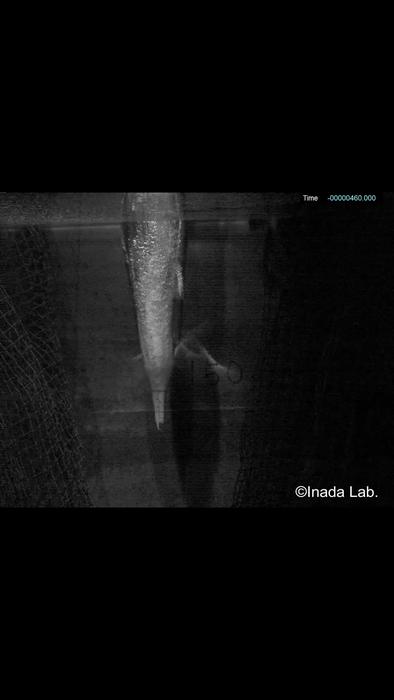 Booby head model enters the water and creates cavitation bubbles