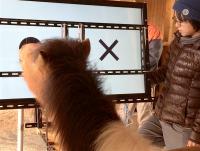 Testing Ponies' Visual Perception