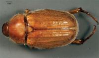 Adult <i>Plectris aliena</i>