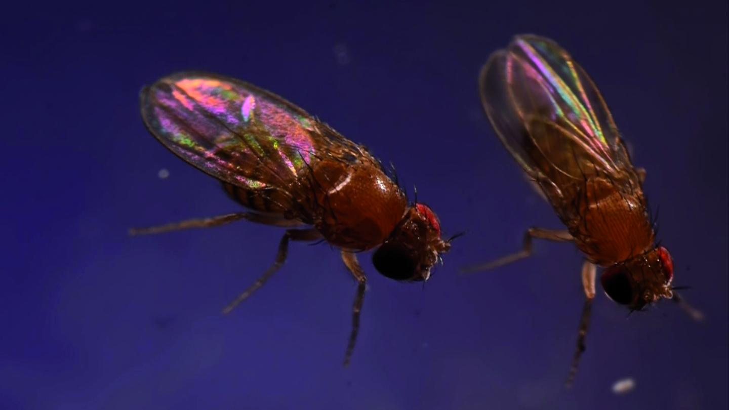 Transposon Recently Invaded Fly Genome