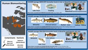 A poster showing a graphic abstract of higher average mercury biomarker levels in hair or blood for participants who eat certain types of waterfowl and fish.