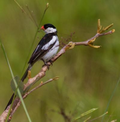 Pin-tailed Whydah