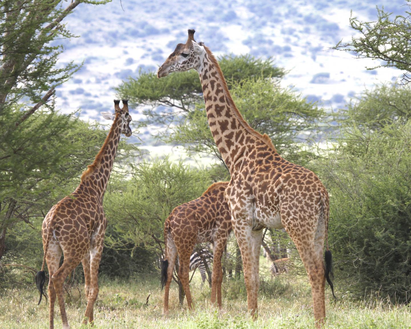 Masai Giraffes