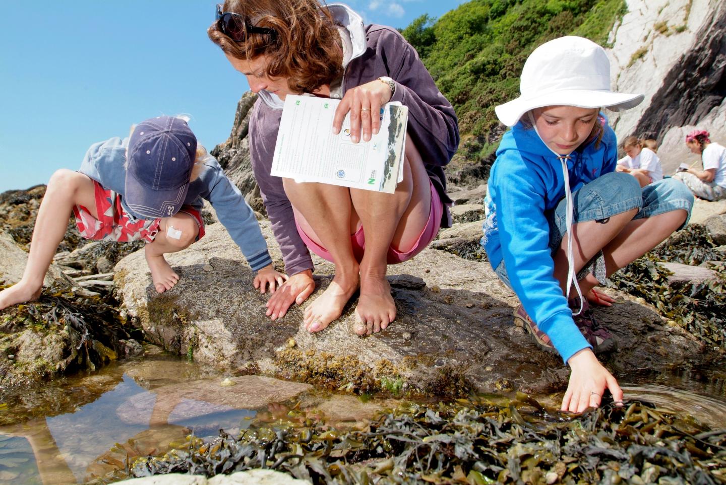 Big Seaweed Search